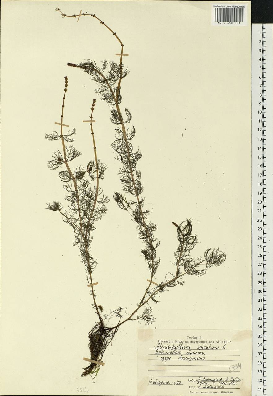 Myriophyllum spicatum L., Eastern Europe, Central forest region (E5) (Russia)