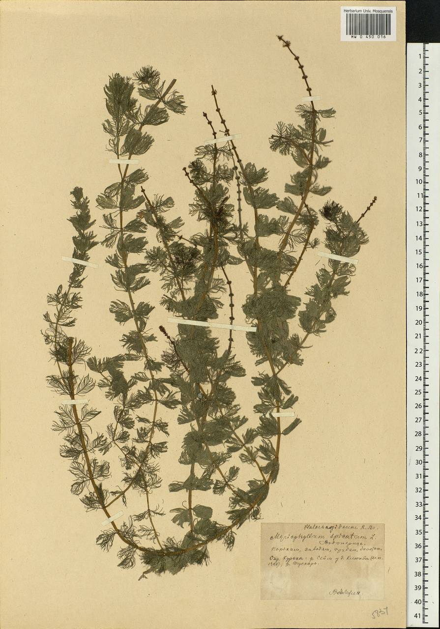 Myriophyllum spicatum L., Eastern Europe, Central forest-and-steppe region (E6) (Russia)