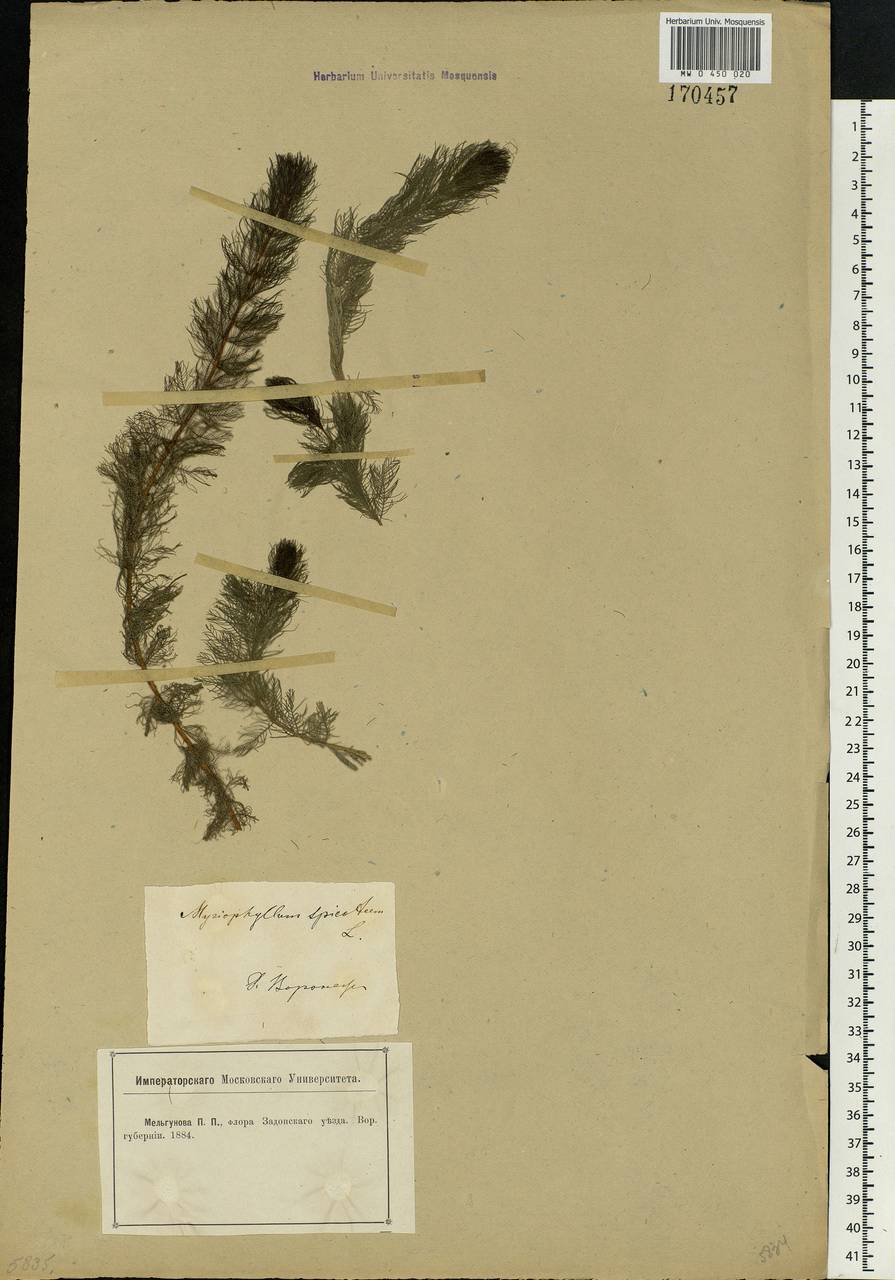 Myriophyllum spicatum L., Eastern Europe, Central forest-and-steppe region (E6) (Russia)