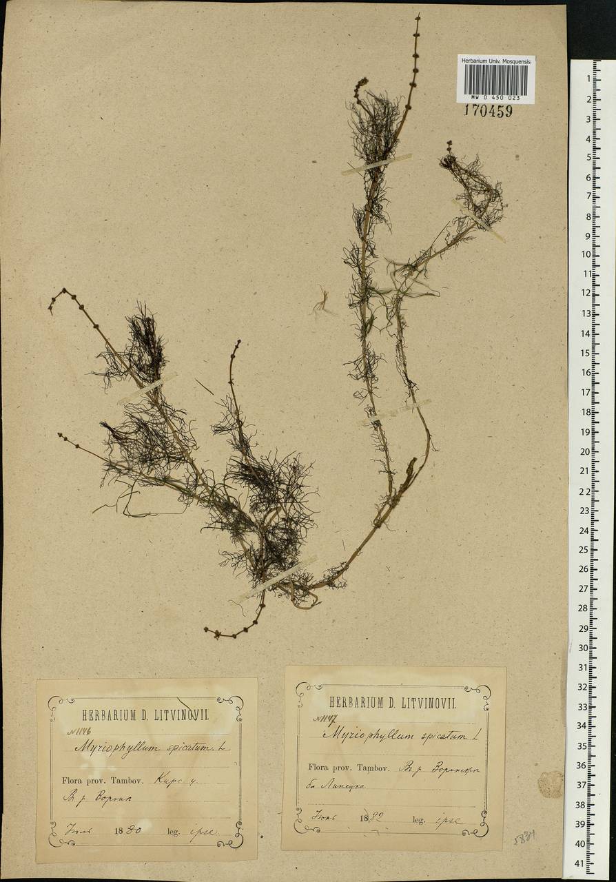 Myriophyllum spicatum L., Eastern Europe, Central forest-and-steppe region (E6) (Russia)