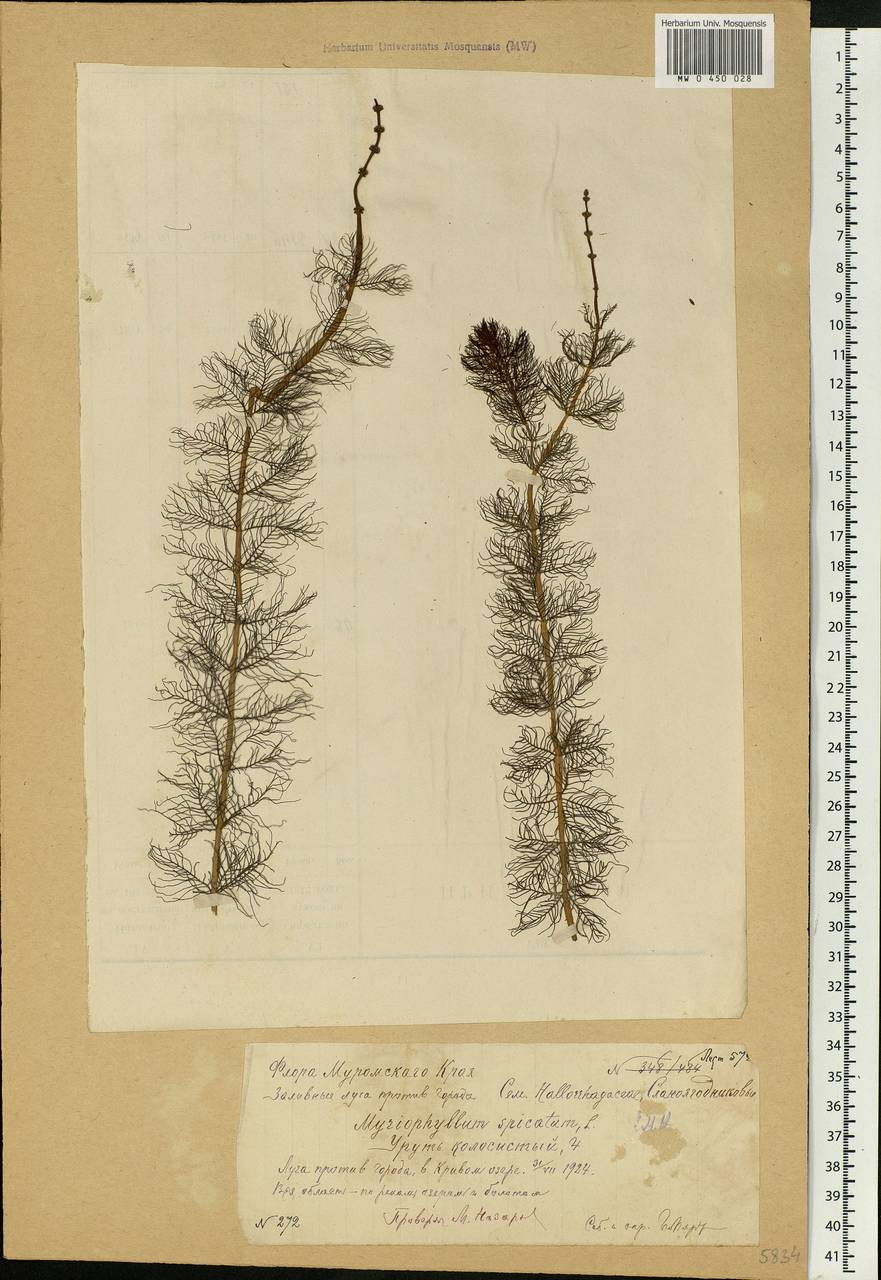 Myriophyllum spicatum L., Eastern Europe, Volga-Kama region (E7) (Russia)
