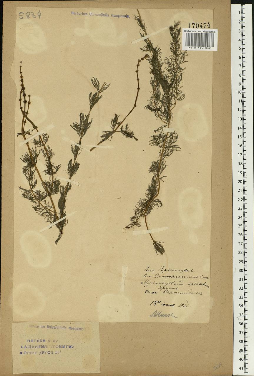 Myriophyllum spicatum L., Eastern Europe, Eastern region (E10) (Russia)