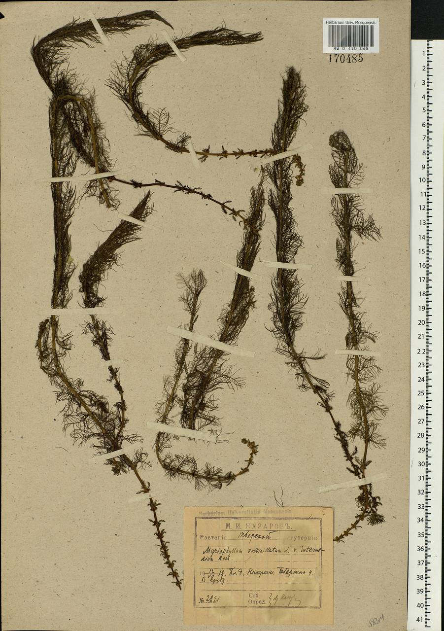 Myriophyllum verticillatum L., Eastern Europe, North-Western region (E2) (Russia)