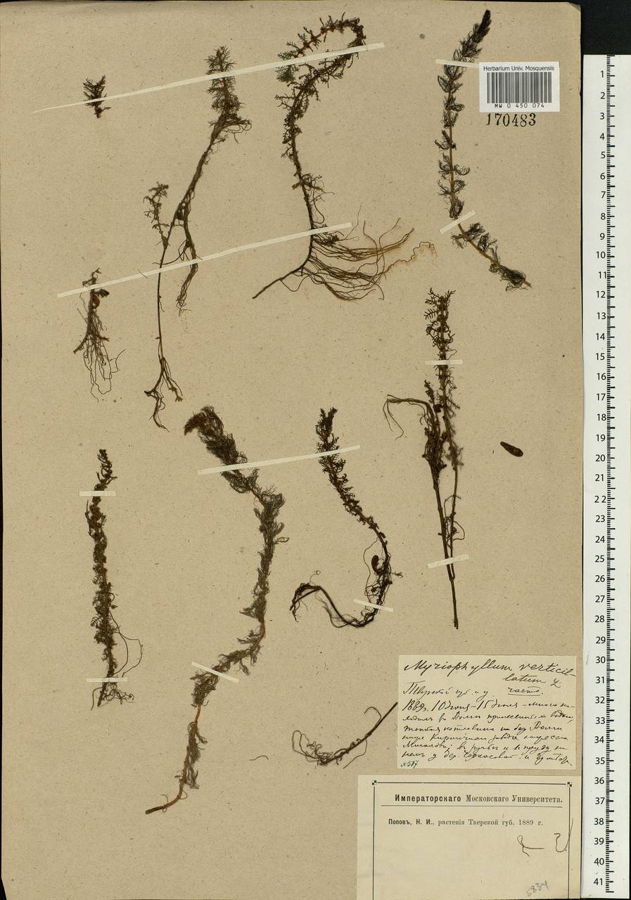 Myriophyllum verticillatum L., Eastern Europe, North-Western region (E2) (Russia)