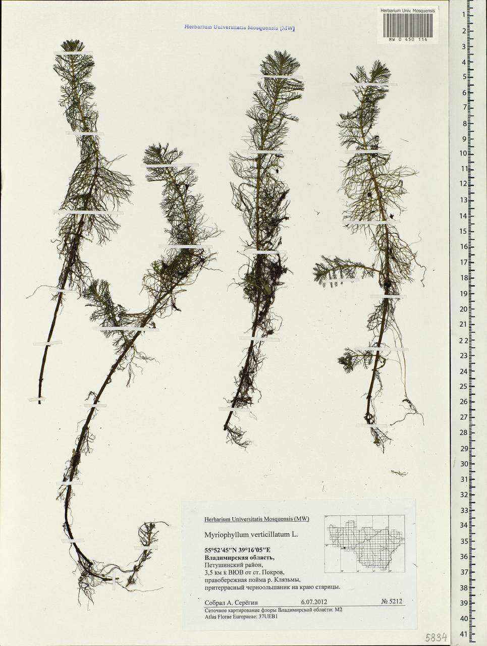 Myriophyllum verticillatum L., Eastern Europe, Central region (E4) (Russia)