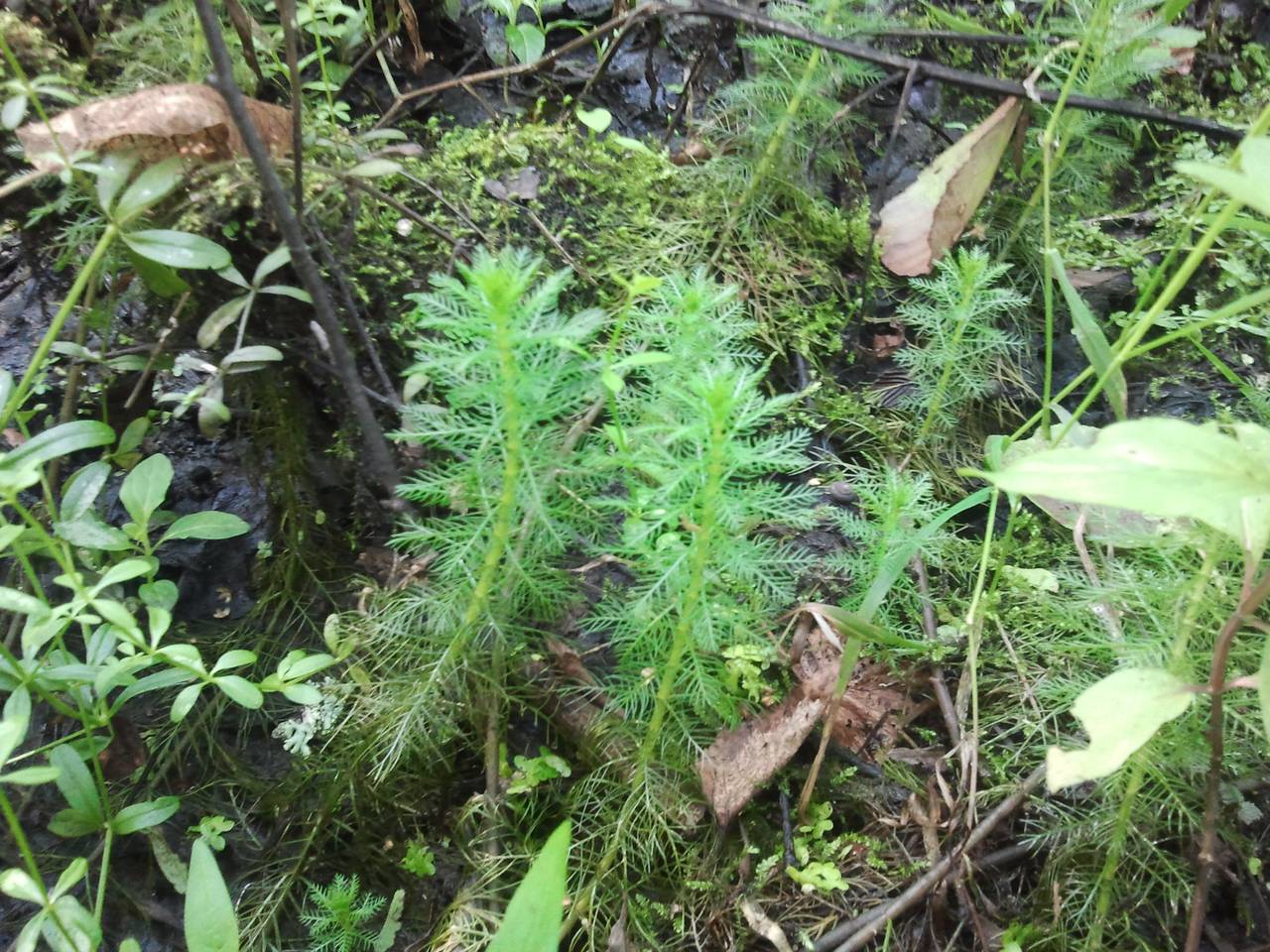 Myriophyllum verticillatum L., Eastern Europe, Central region (E4) (Russia)