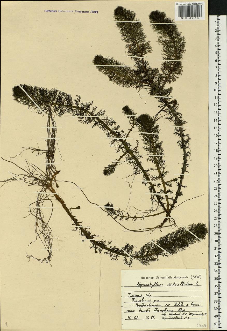 Myriophyllum verticillatum L., Eastern Europe, Central region (E4) (Russia)