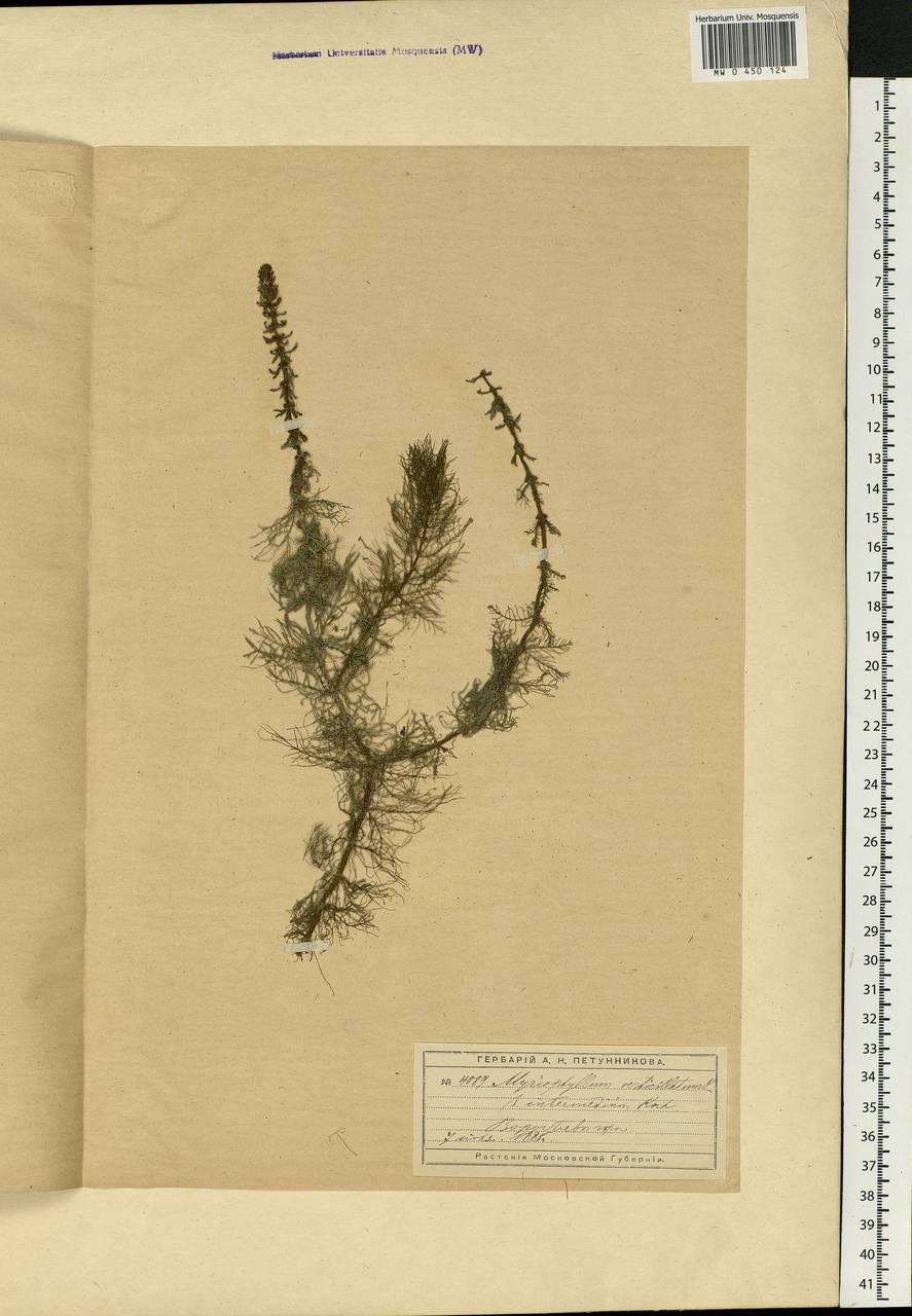 Myriophyllum verticillatum L., Eastern Europe, Moscow region (E4a) (Russia)