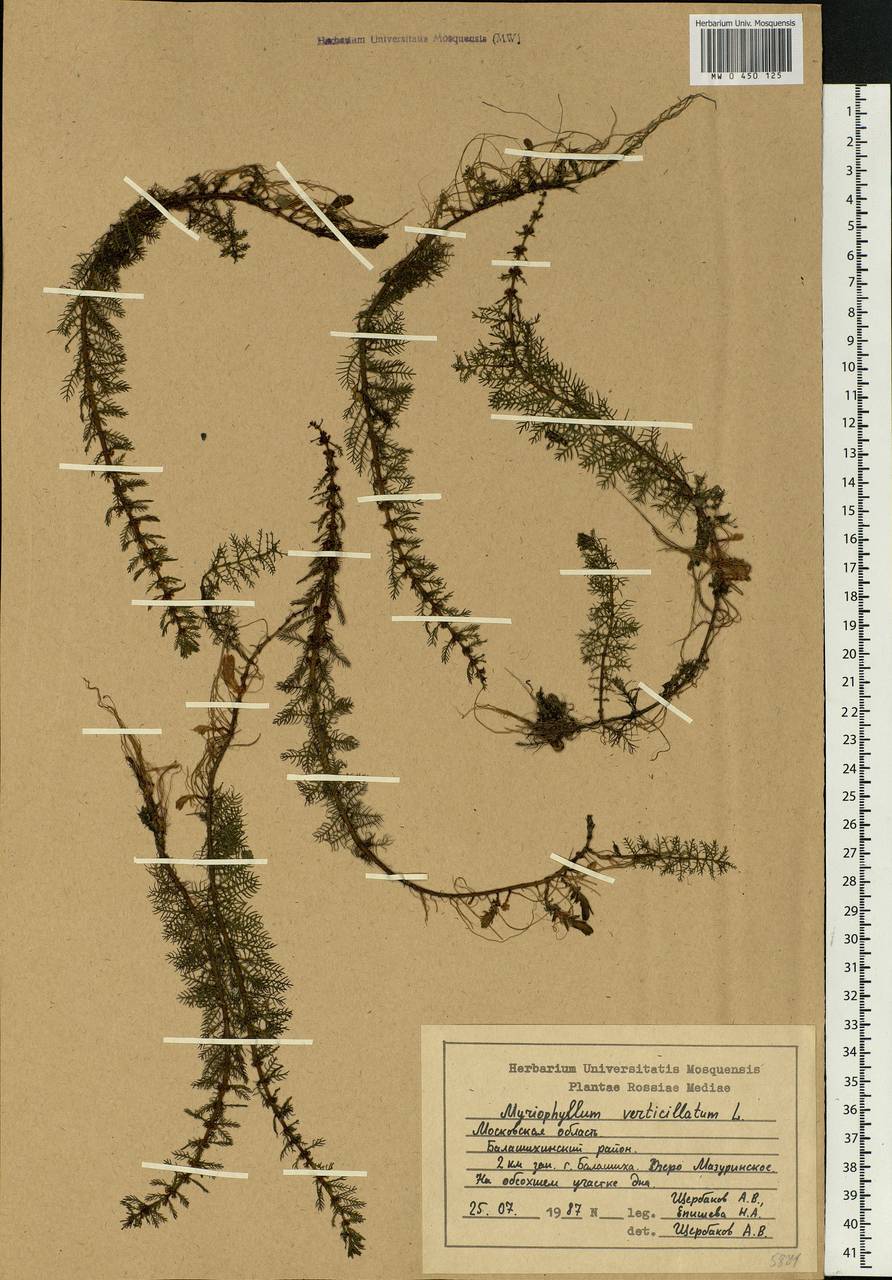 Myriophyllum verticillatum L., Eastern Europe, Moscow region (E4a) (Russia)