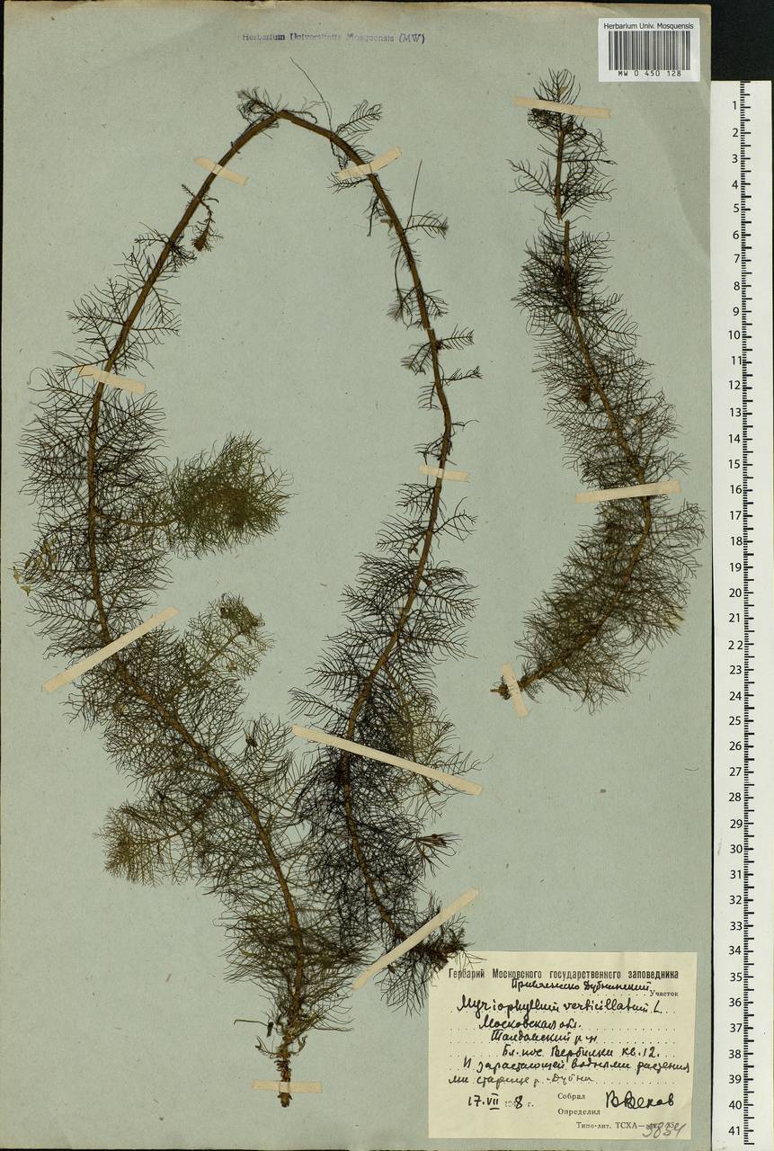 Myriophyllum verticillatum L., Eastern Europe, Moscow region (E4a) (Russia)