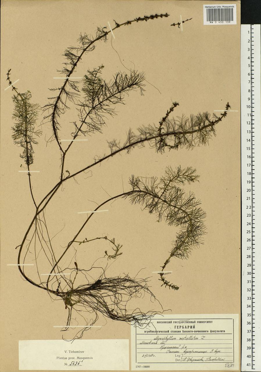 Myriophyllum verticillatum L., Eastern Europe, Moscow region (E4a) (Russia)