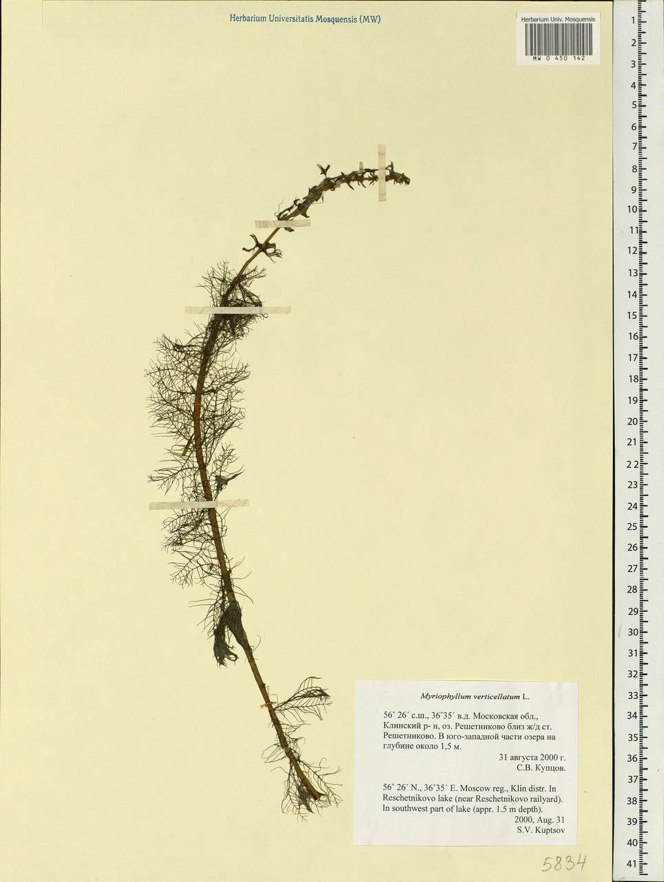 Myriophyllum verticillatum L., Eastern Europe, Moscow region (E4a) (Russia)