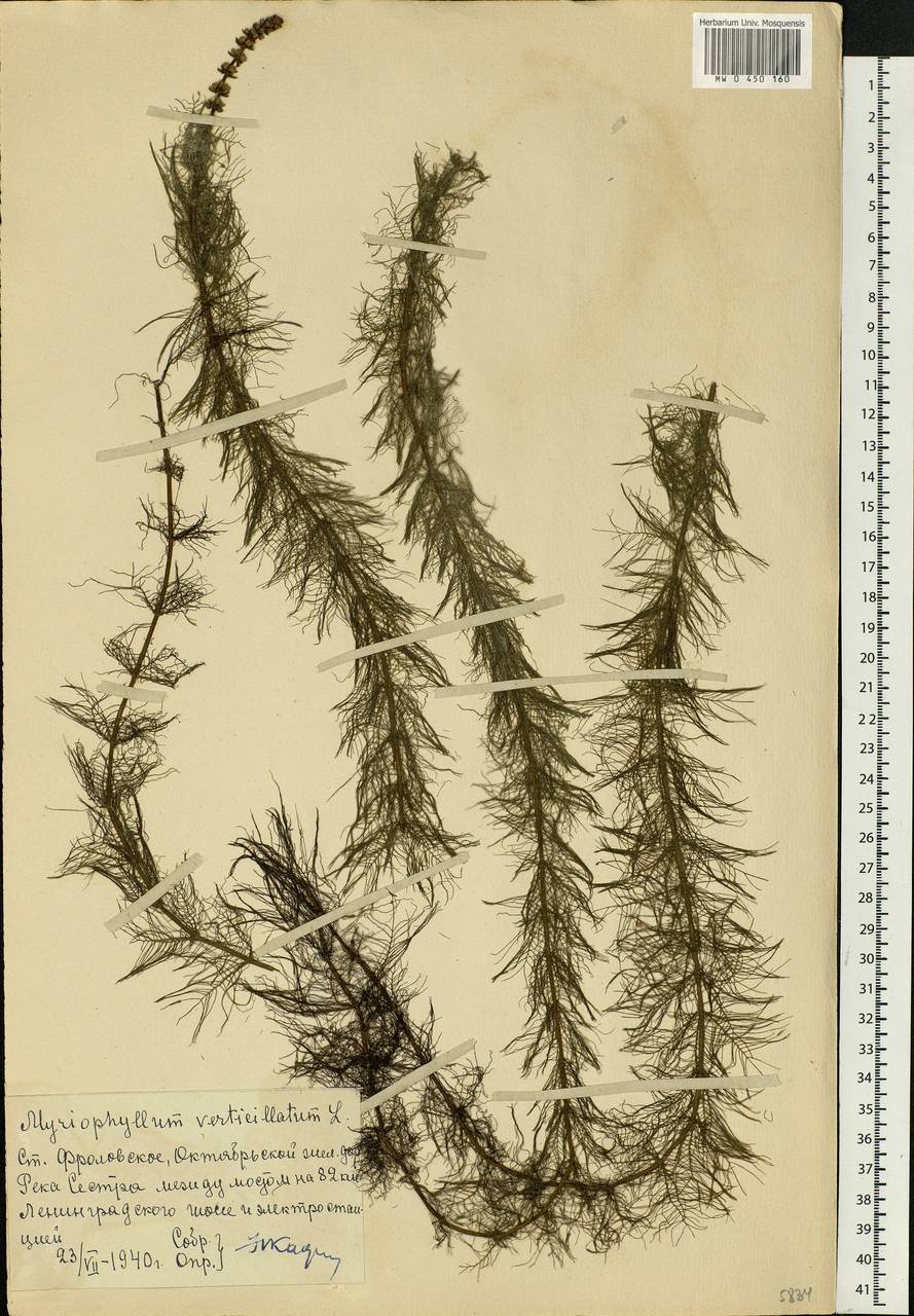 Myriophyllum verticillatum L., Eastern Europe, Moscow region (E4a) (Russia)