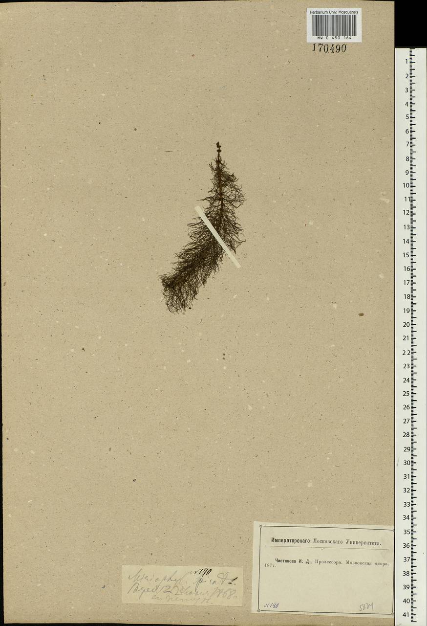 Myriophyllum verticillatum L., Eastern Europe, Moscow region (E4a) (Russia)