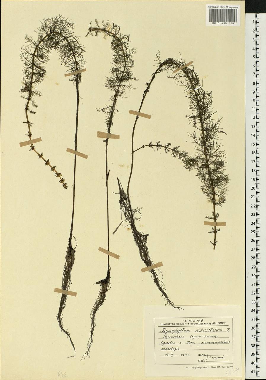 Myriophyllum verticillatum L., Eastern Europe, Central forest region (E5) (Russia)