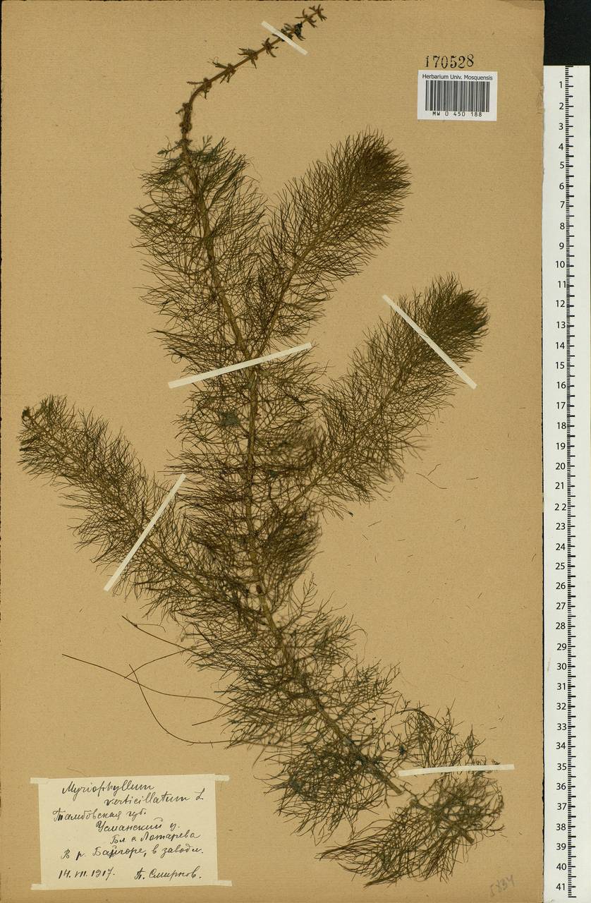 Myriophyllum verticillatum L., Eastern Europe, Central forest-and-steppe region (E6) (Russia)