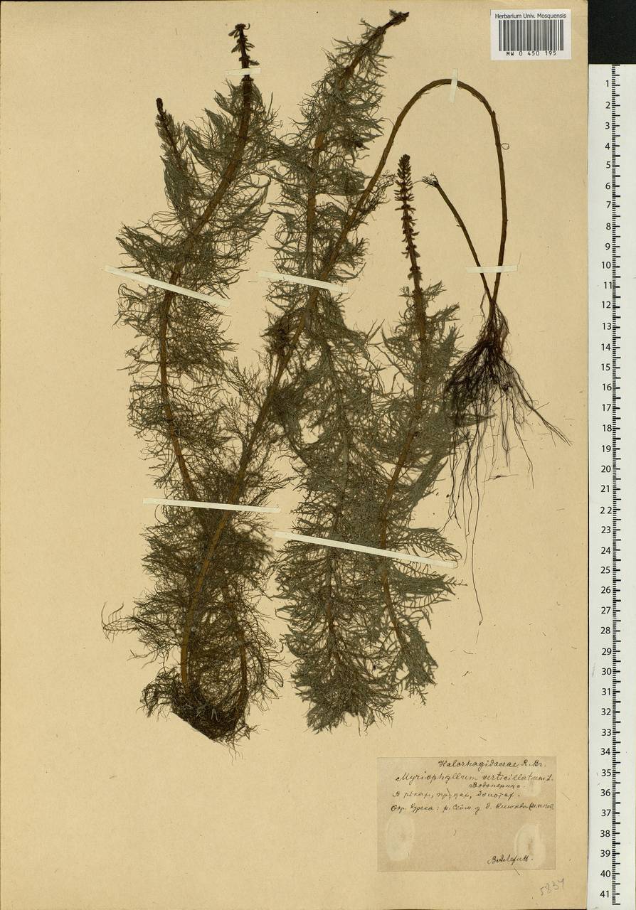 Myriophyllum verticillatum L., Eastern Europe, Central forest-and-steppe region (E6) (Russia)