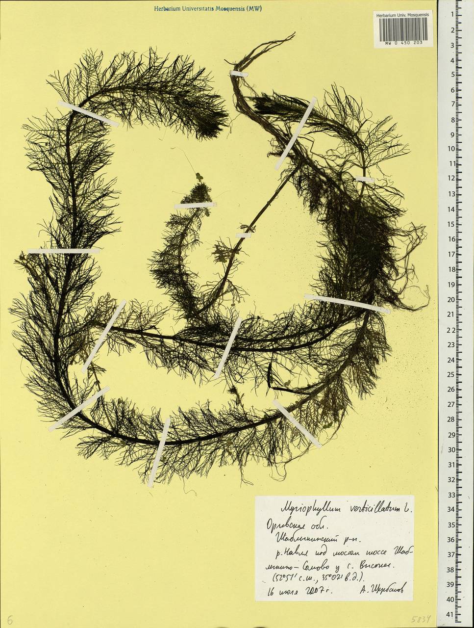 Myriophyllum verticillatum L., Eastern Europe, Central forest-and-steppe region (E6) (Russia)