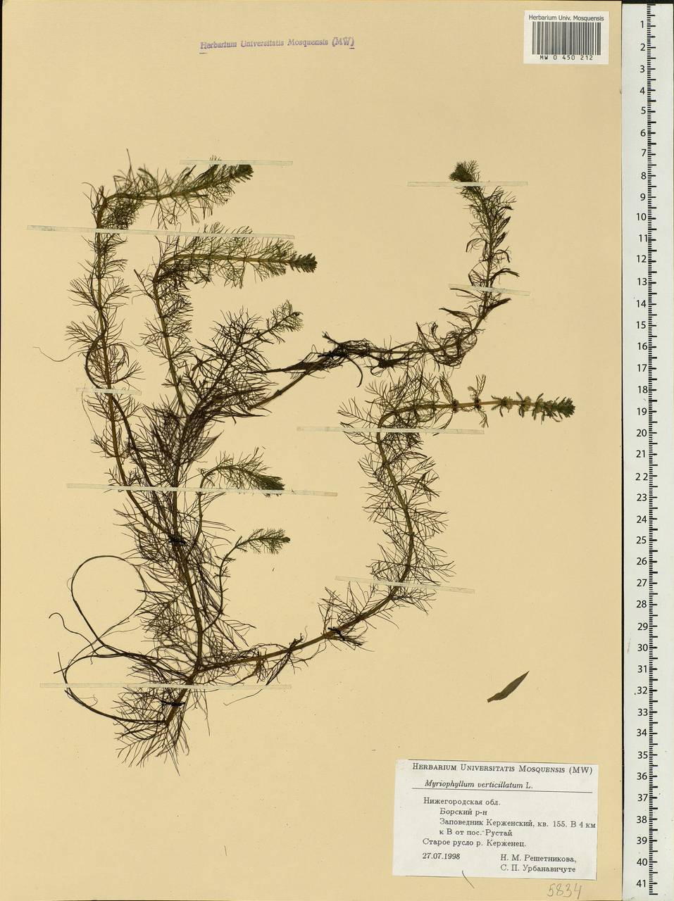 Myriophyllum verticillatum L., Eastern Europe, Volga-Kama region (E7) (Russia)