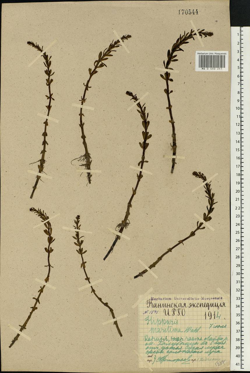 Hippuris tetraphylla L. fil., Eastern Europe, Northern region (E1) (Russia)