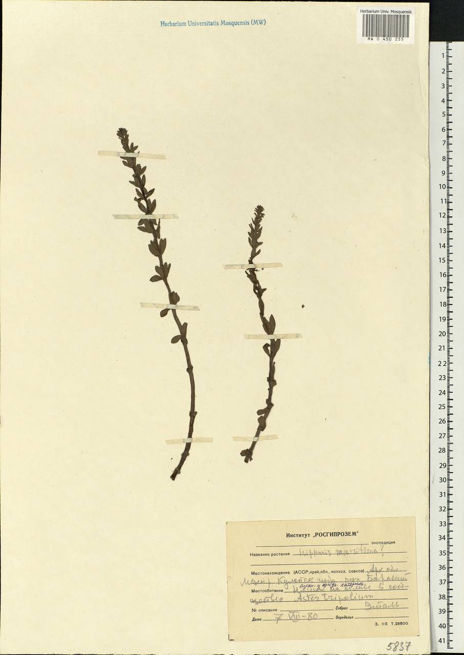 Hippuris tetraphylla L. fil., Eastern Europe, Northern region (E1) (Russia)