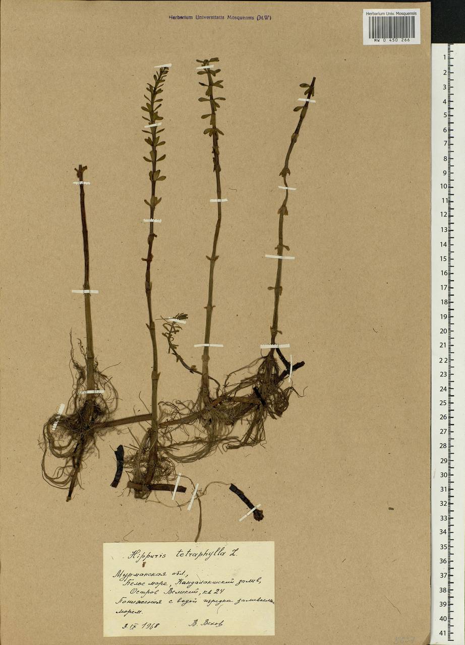 Hippuris tetraphylla L. fil., Eastern Europe, Northern region (E1) (Russia)