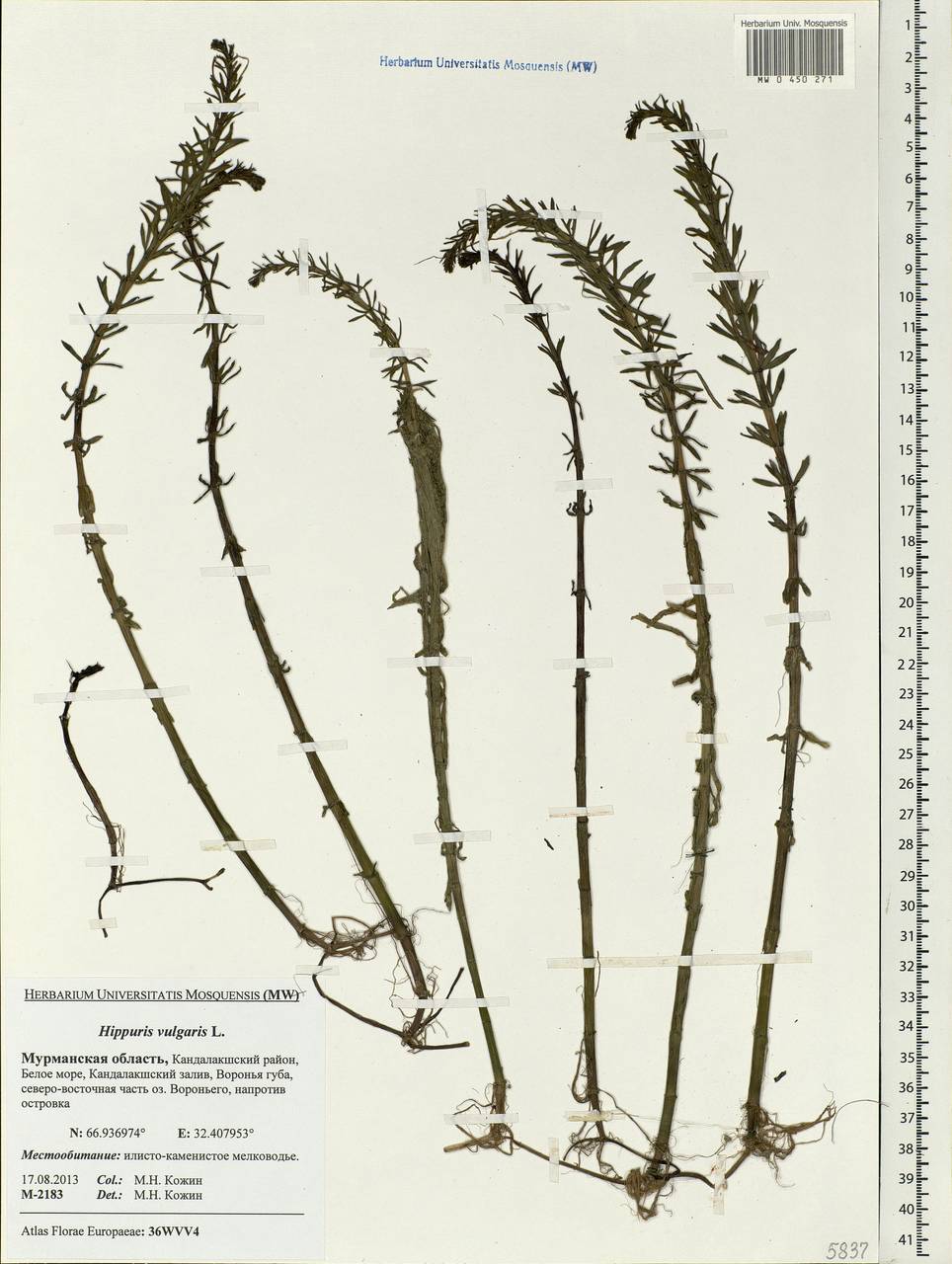 Hippuris vulgaris L., Eastern Europe, Northern region (E1) (Russia)