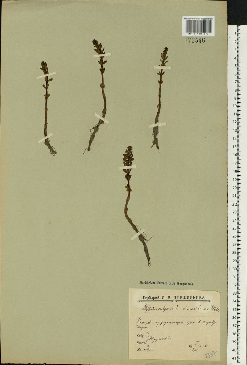 Hippuris vulgaris L., Eastern Europe, Northern region (E1) (Russia)