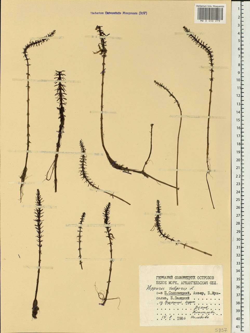 Hippuris vulgaris L., Eastern Europe, Northern region (E1) (Russia)