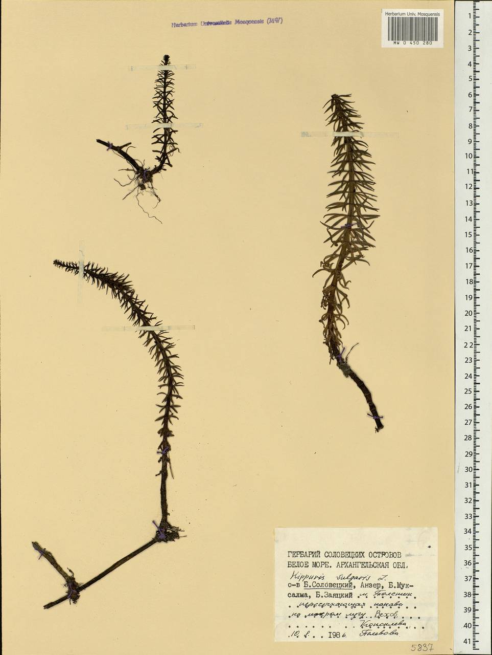 Hippuris vulgaris L., Eastern Europe, Northern region (E1) (Russia)