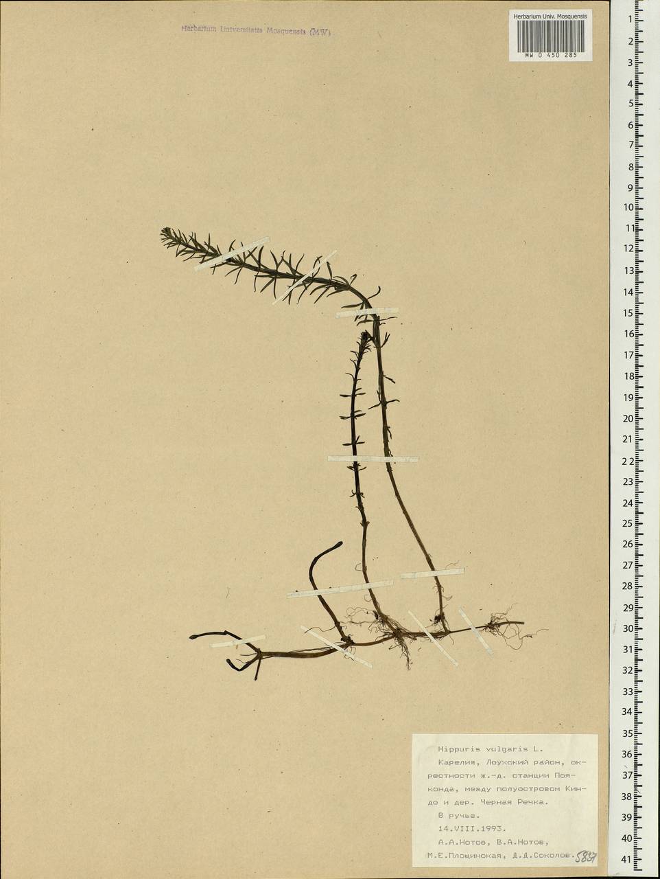 Hippuris vulgaris L., Eastern Europe, Northern region (E1) (Russia)