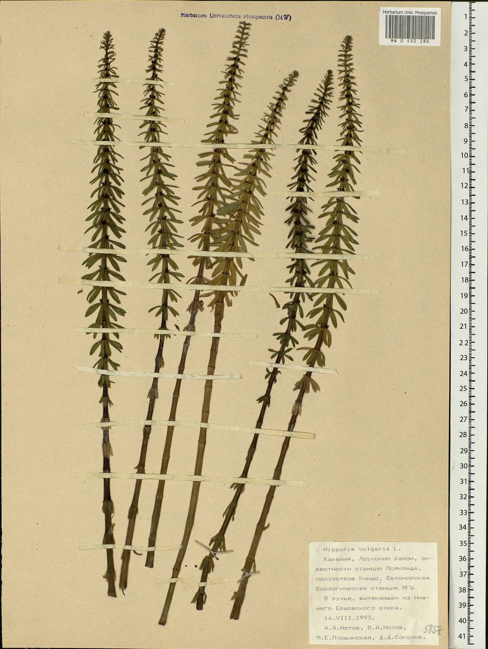 Hippuris vulgaris L., Eastern Europe, Northern region (E1) (Russia)