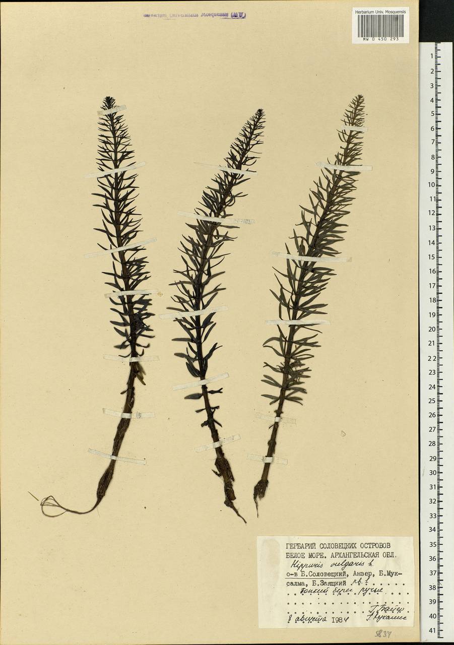 Hippuris vulgaris L., Eastern Europe, Northern region (E1) (Russia)