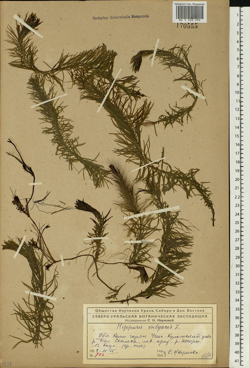 Hippuris vulgaris L., Eastern Europe, Northern region (E1) (Russia)