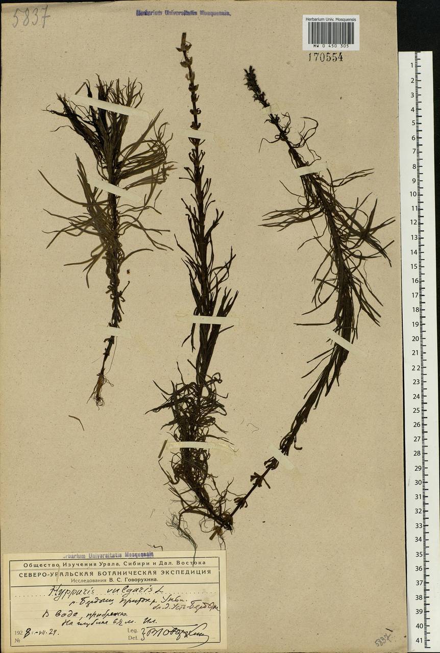 Hippuris vulgaris L., Eastern Europe, Northern region (E1) (Russia)