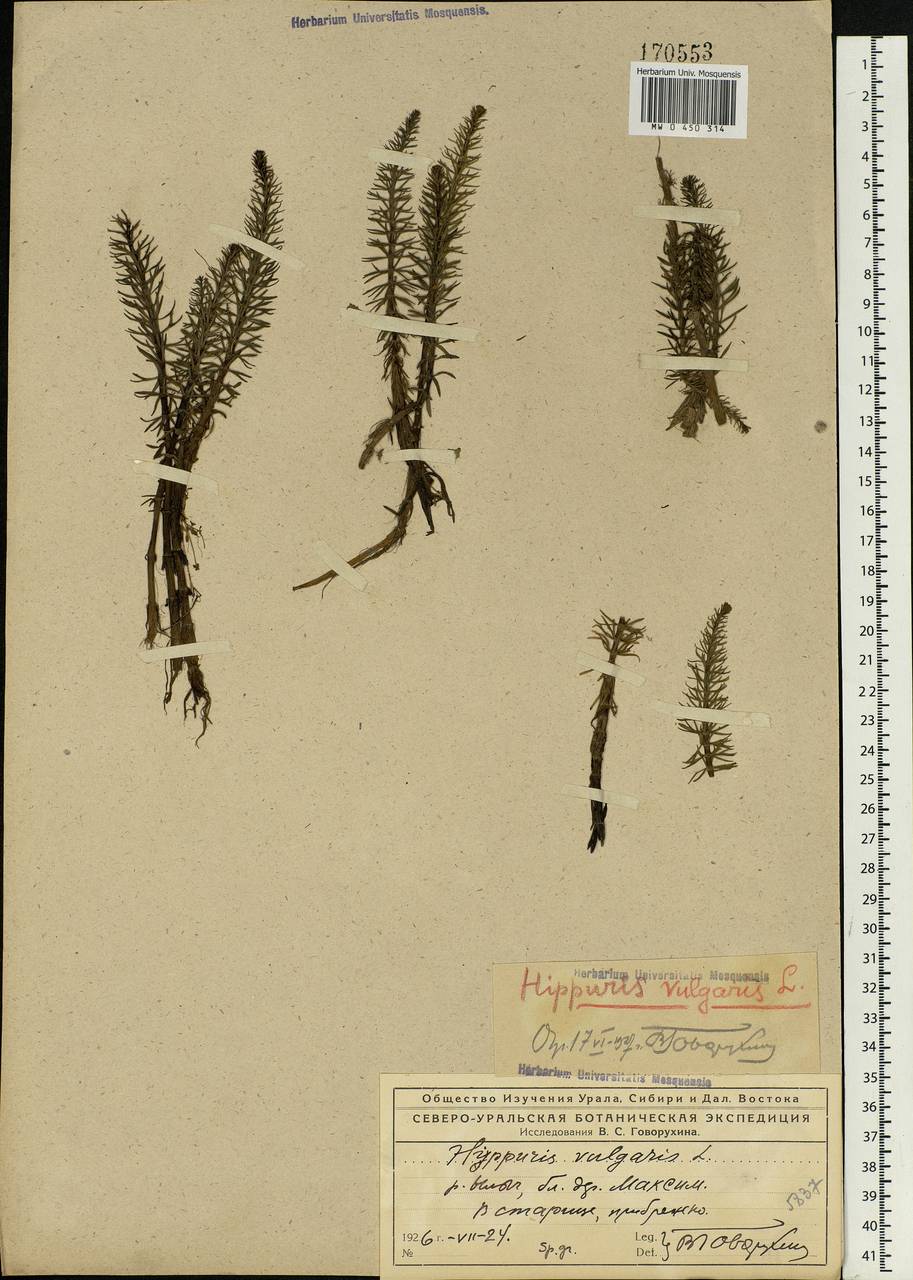 Hippuris vulgaris L., Eastern Europe, Northern region (E1) (Russia)