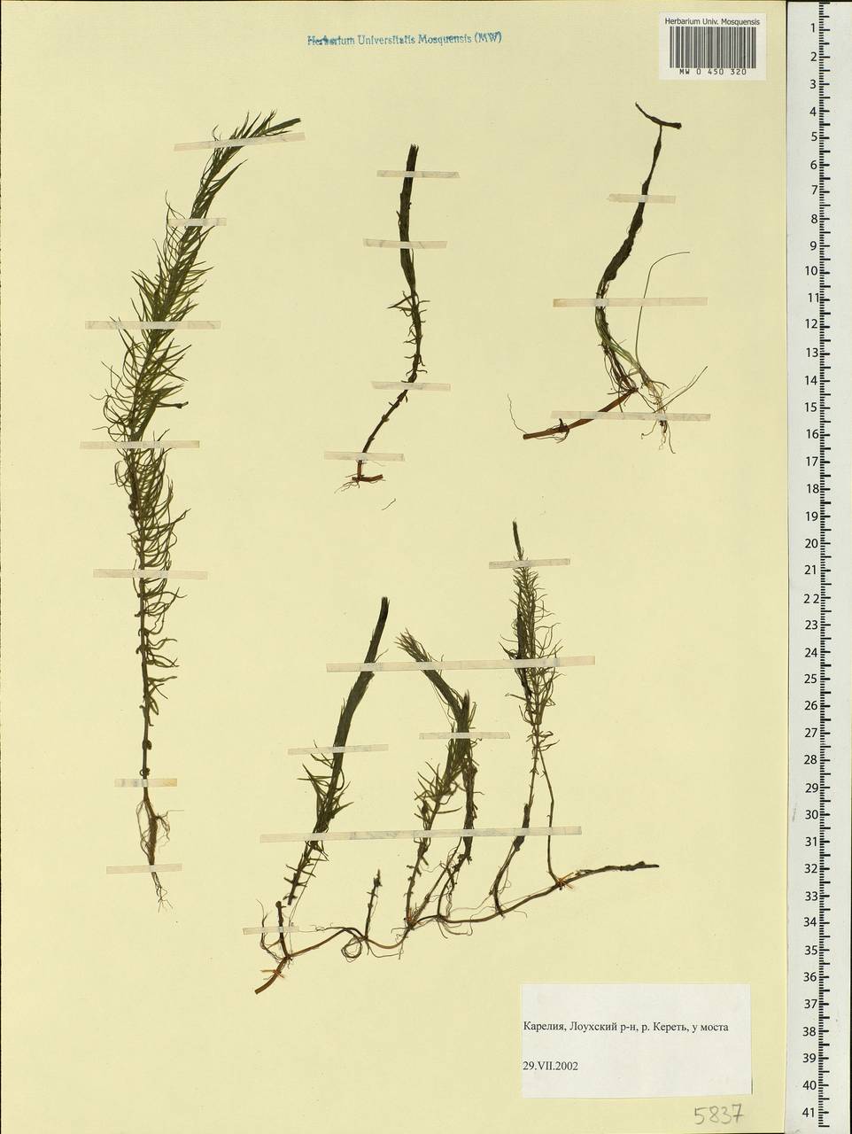 Hippuris vulgaris L., Eastern Europe, Northern region (E1) (Russia)