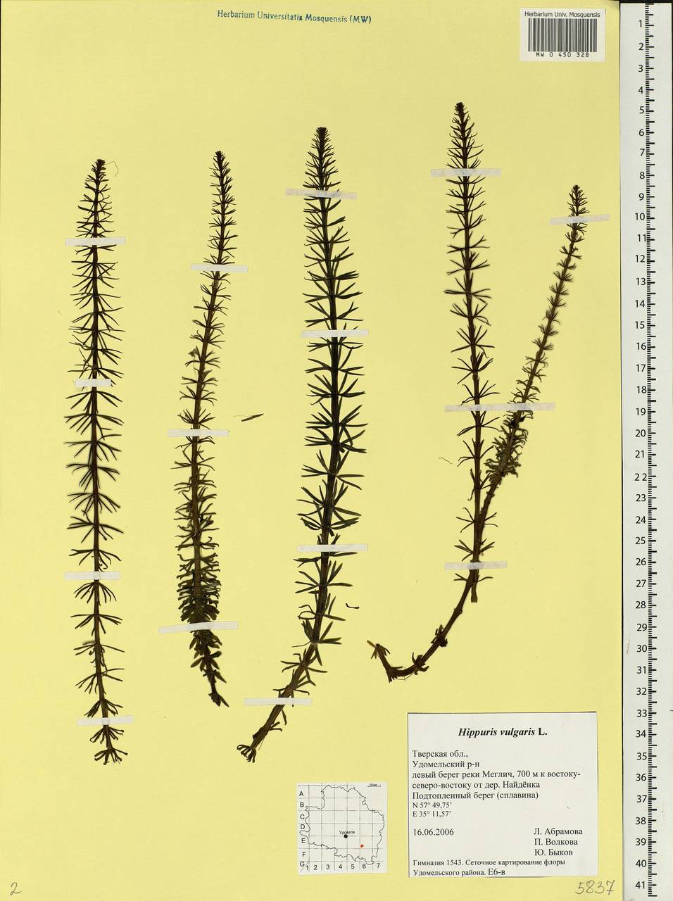 Hippuris vulgaris L., Eastern Europe, North-Western region (E2) (Russia)