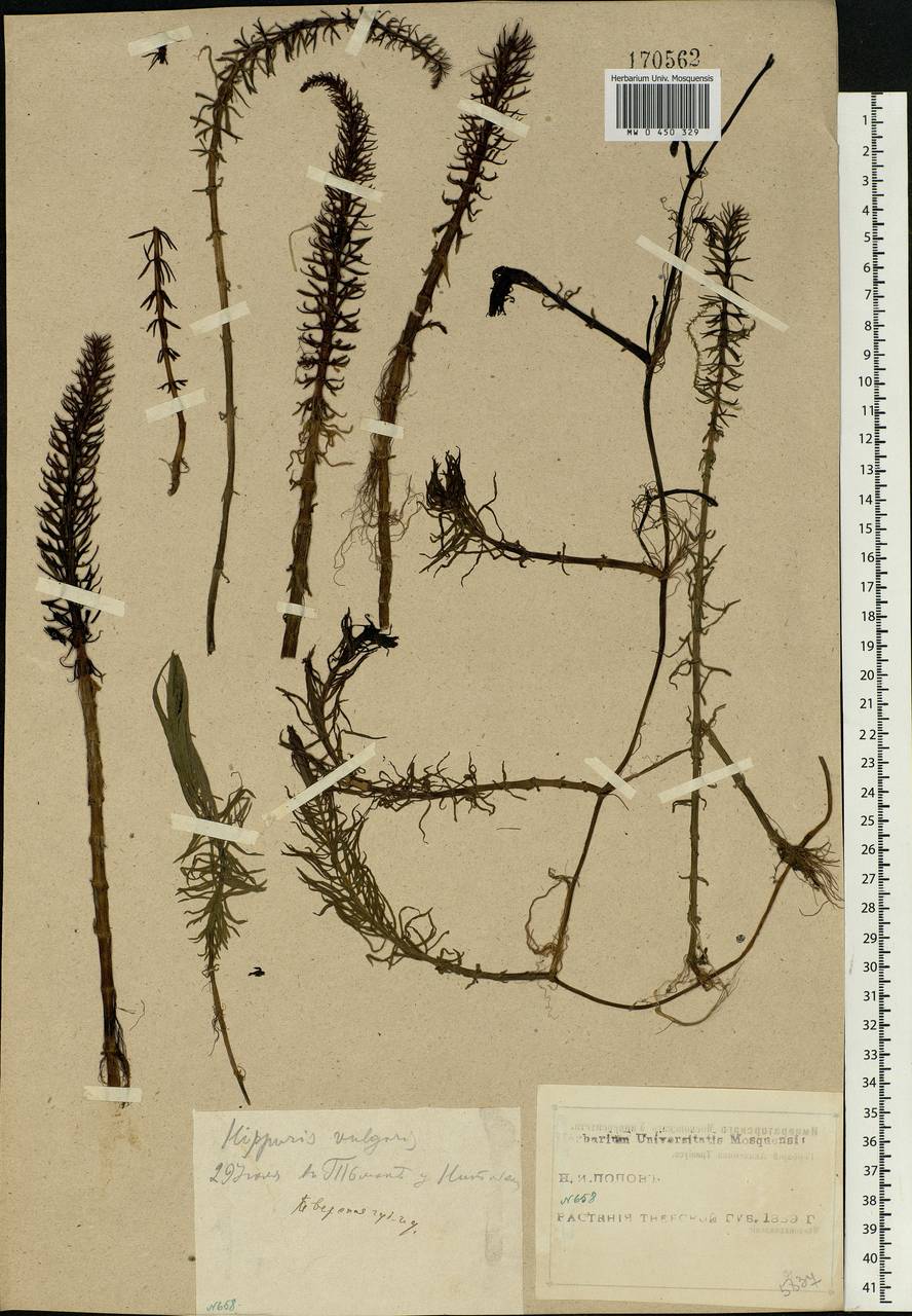 Hippuris vulgaris L., Eastern Europe, North-Western region (E2) (Russia)