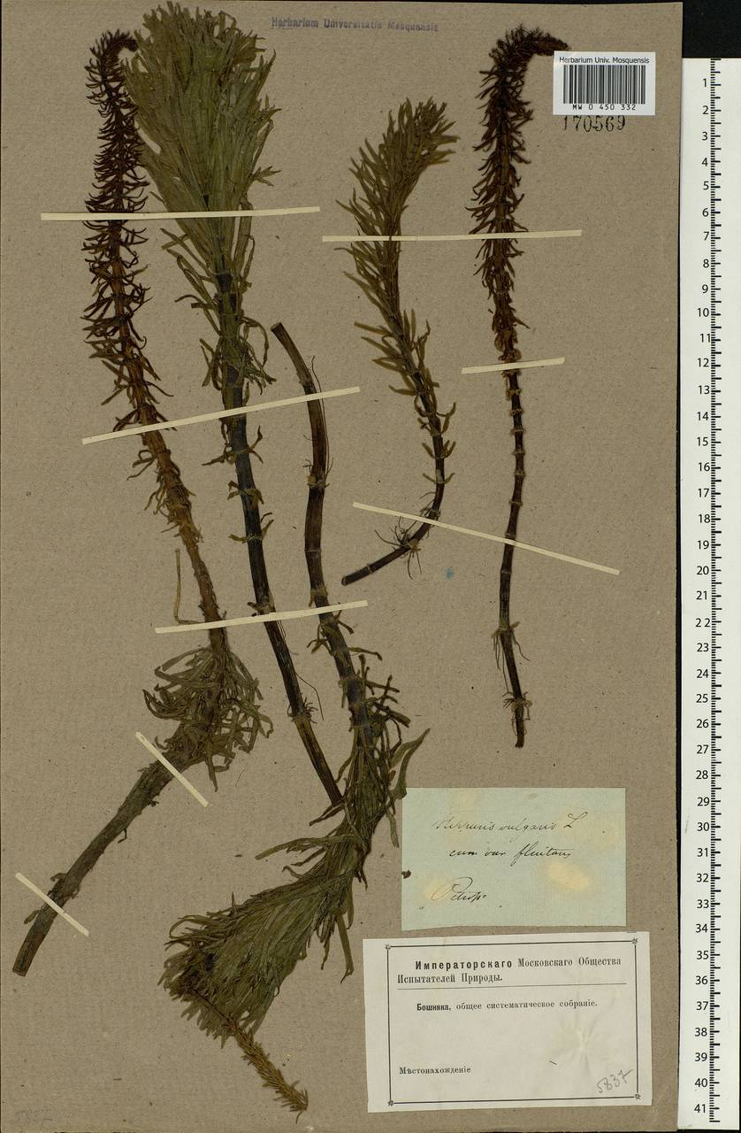 Hippuris vulgaris L., Eastern Europe, North-Western region (E2) (Russia)