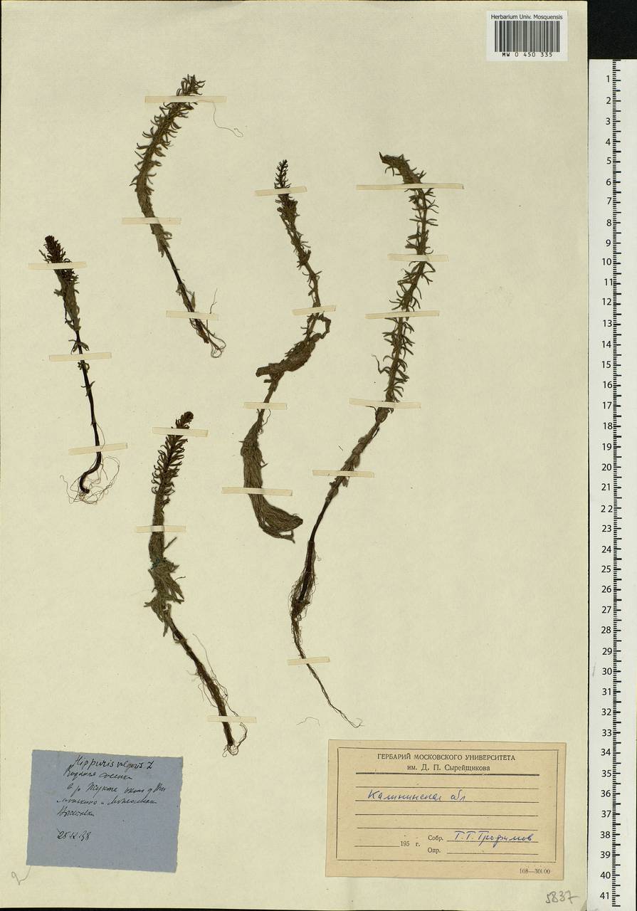 Hippuris vulgaris L., Eastern Europe, North-Western region (E2) (Russia)