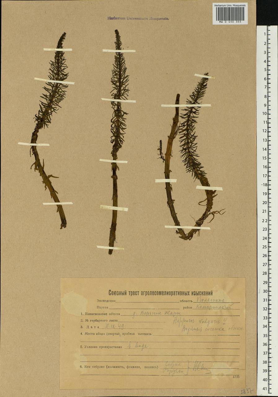 Hippuris vulgaris L., Eastern Europe, Belarus (E3a) (Belarus)