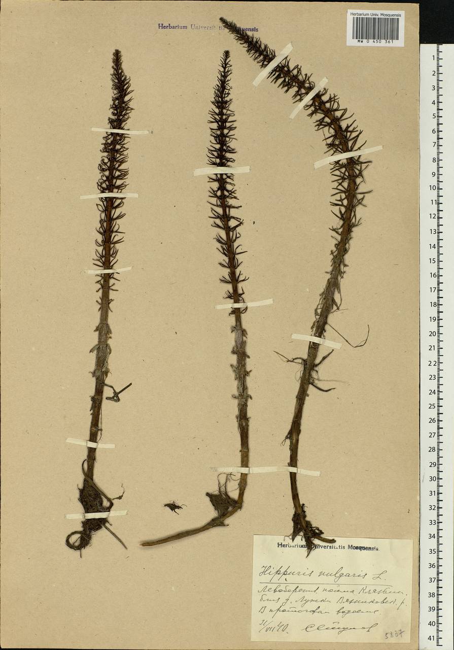 Hippuris vulgaris L., Eastern Europe, Central region (E4) (Russia)