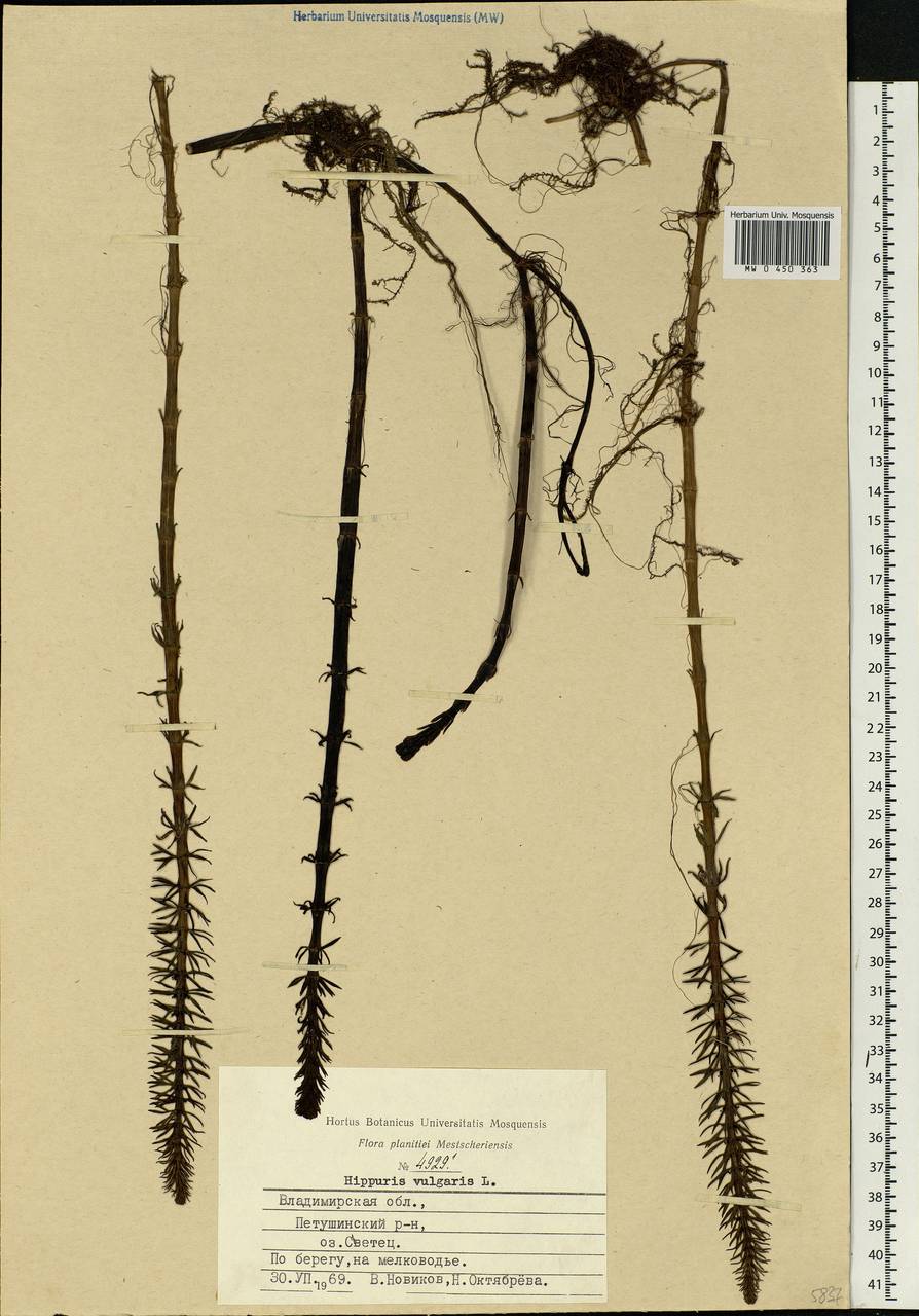 Hippuris vulgaris L., Eastern Europe, Central region (E4) (Russia)