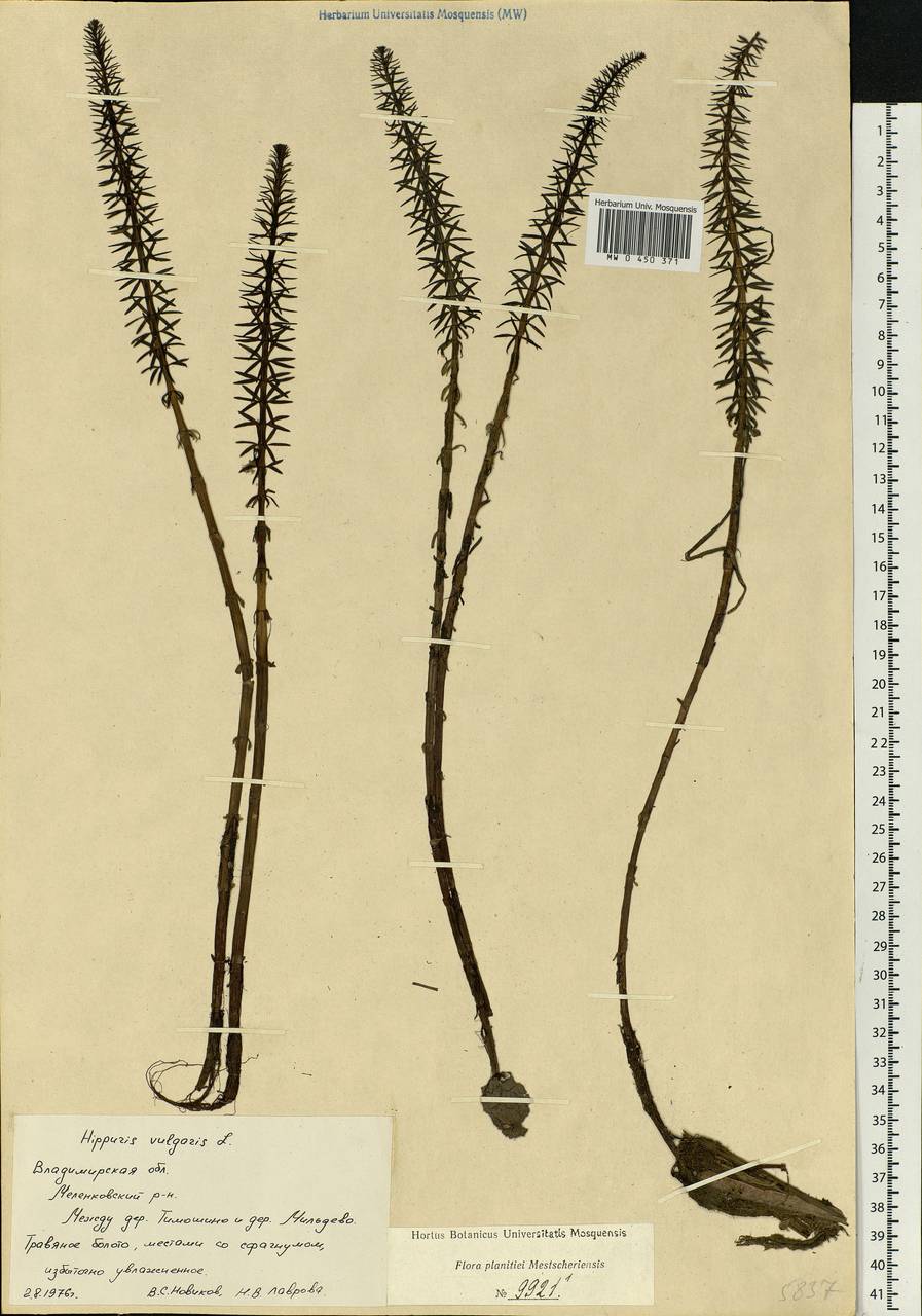 Hippuris vulgaris L., Eastern Europe, Central region (E4) (Russia)