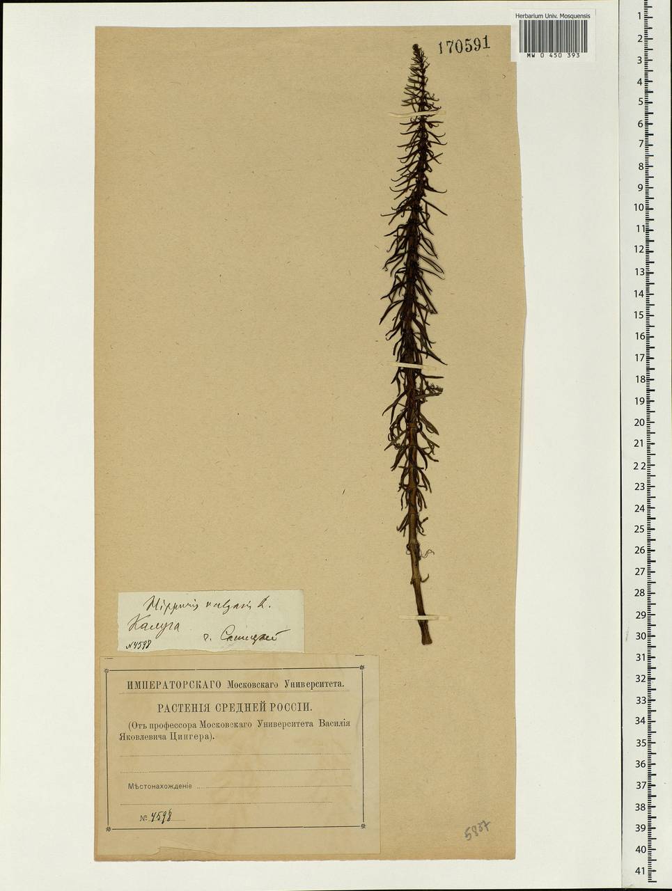 Hippuris vulgaris L., Eastern Europe, Central region (E4) (Russia)