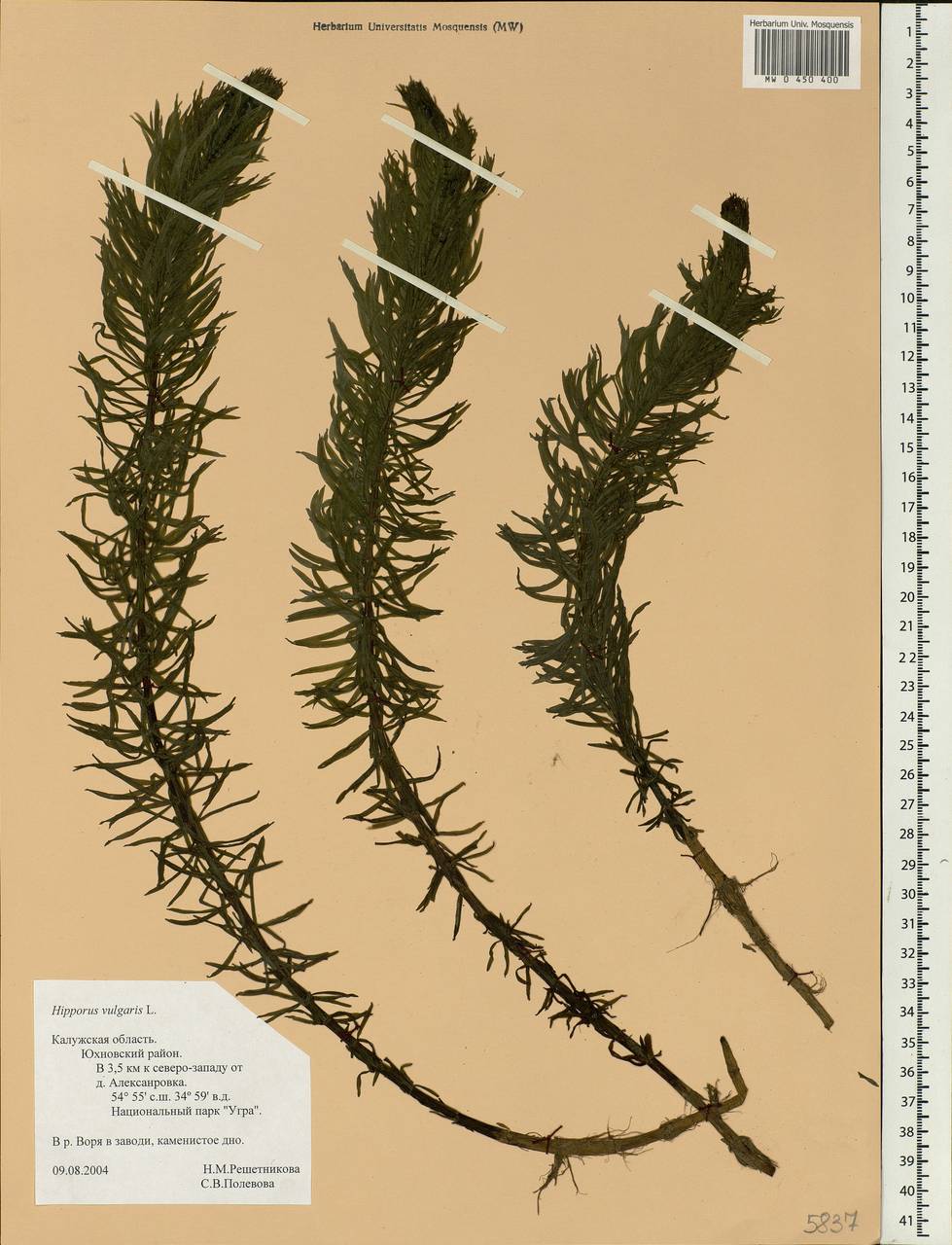 Hippuris vulgaris L., Eastern Europe, Central region (E4) (Russia)