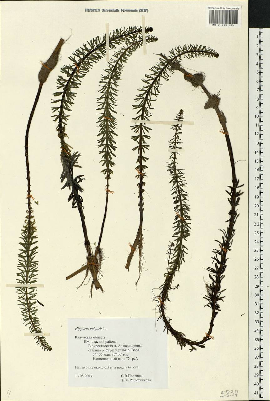 Hippuris vulgaris L., Eastern Europe, Central region (E4) (Russia)