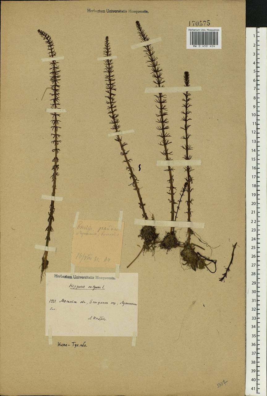 Hippuris vulgaris L., Eastern Europe, Central region (E4) (Russia)