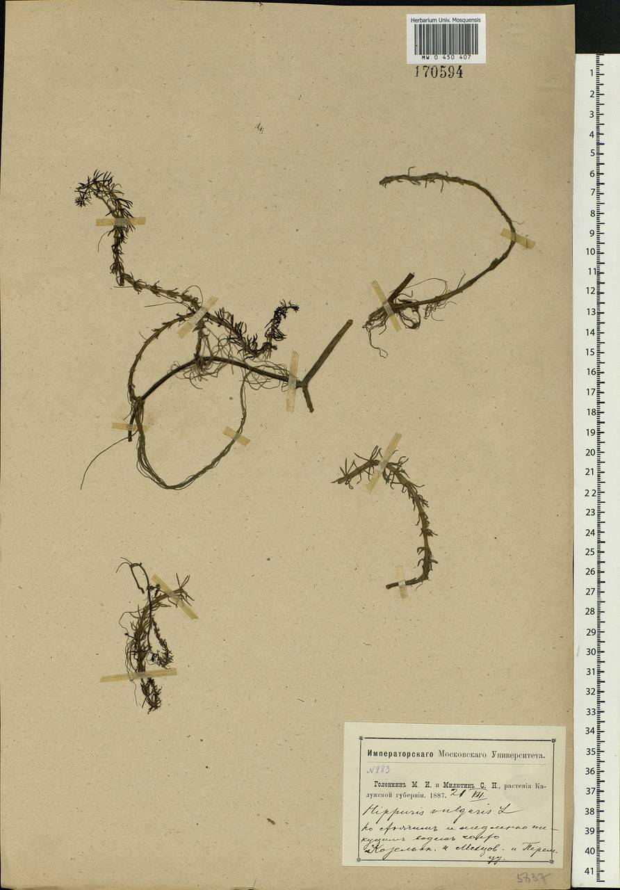 Hippuris vulgaris L., Eastern Europe, Central region (E4) (Russia)